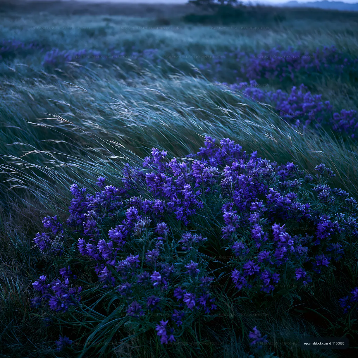 Purple flowers in a grassy field at dusk