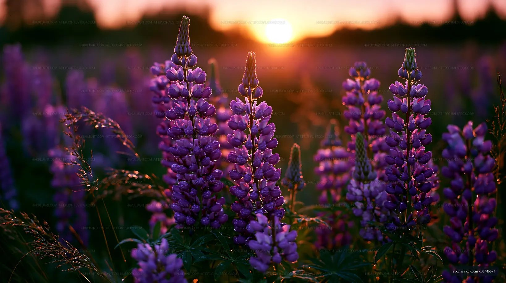 Purple flowers bloom during sunset in a field
