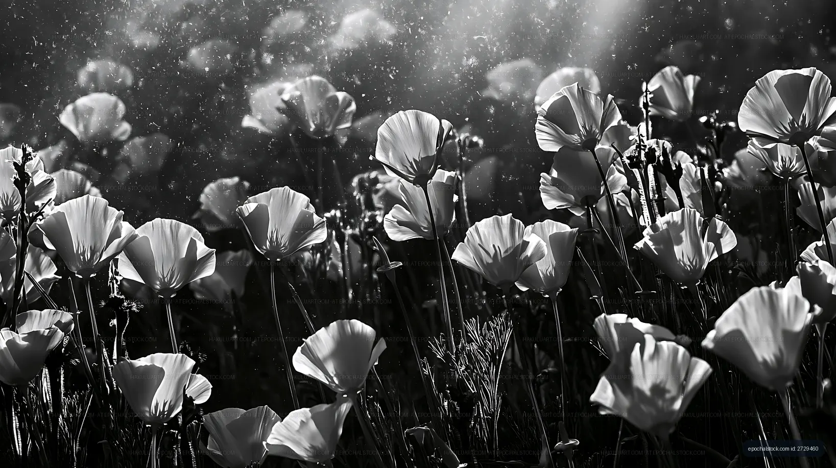 Black and white flowers in a field with sunlight shining through