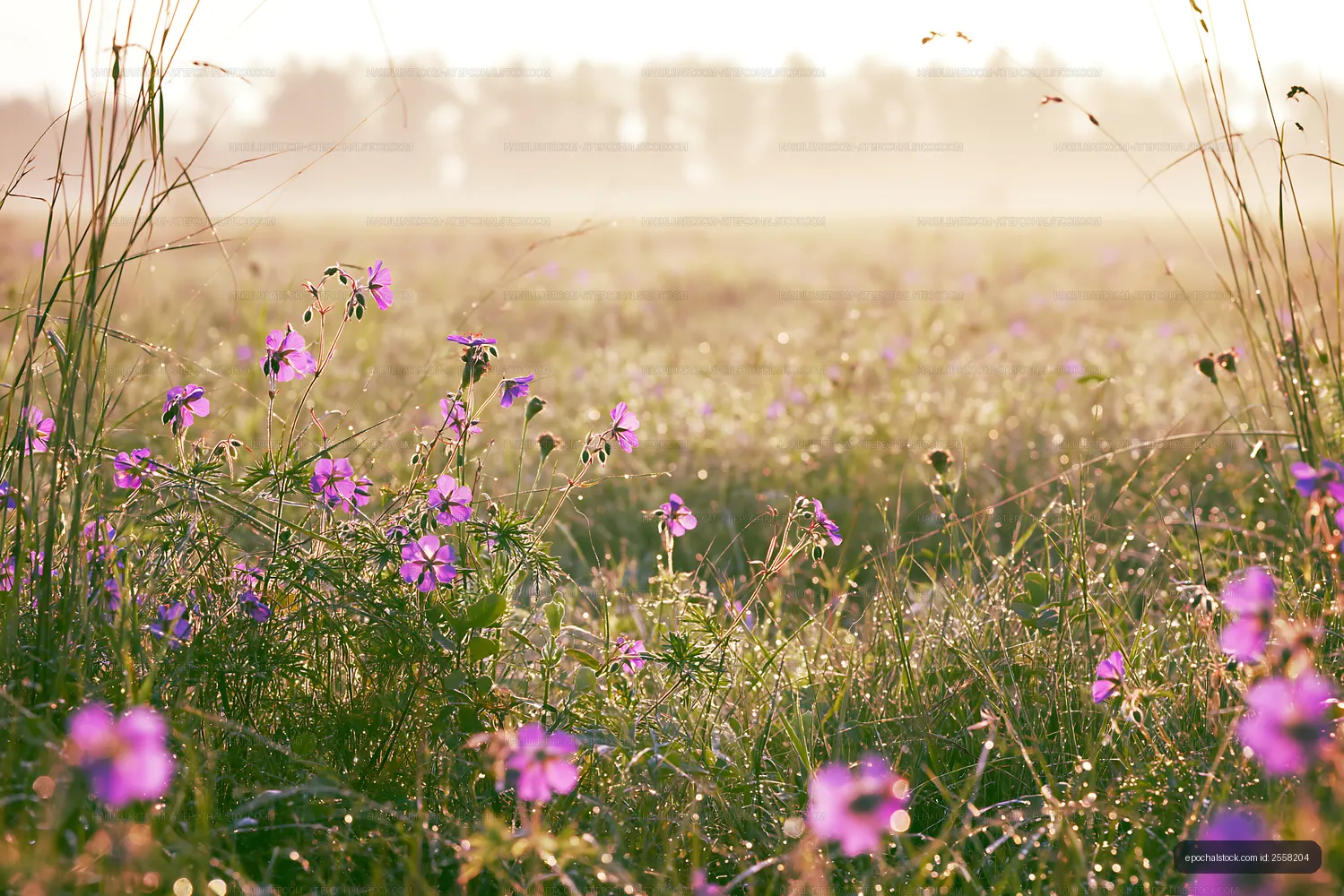 Morning light over a field of wildflowers
