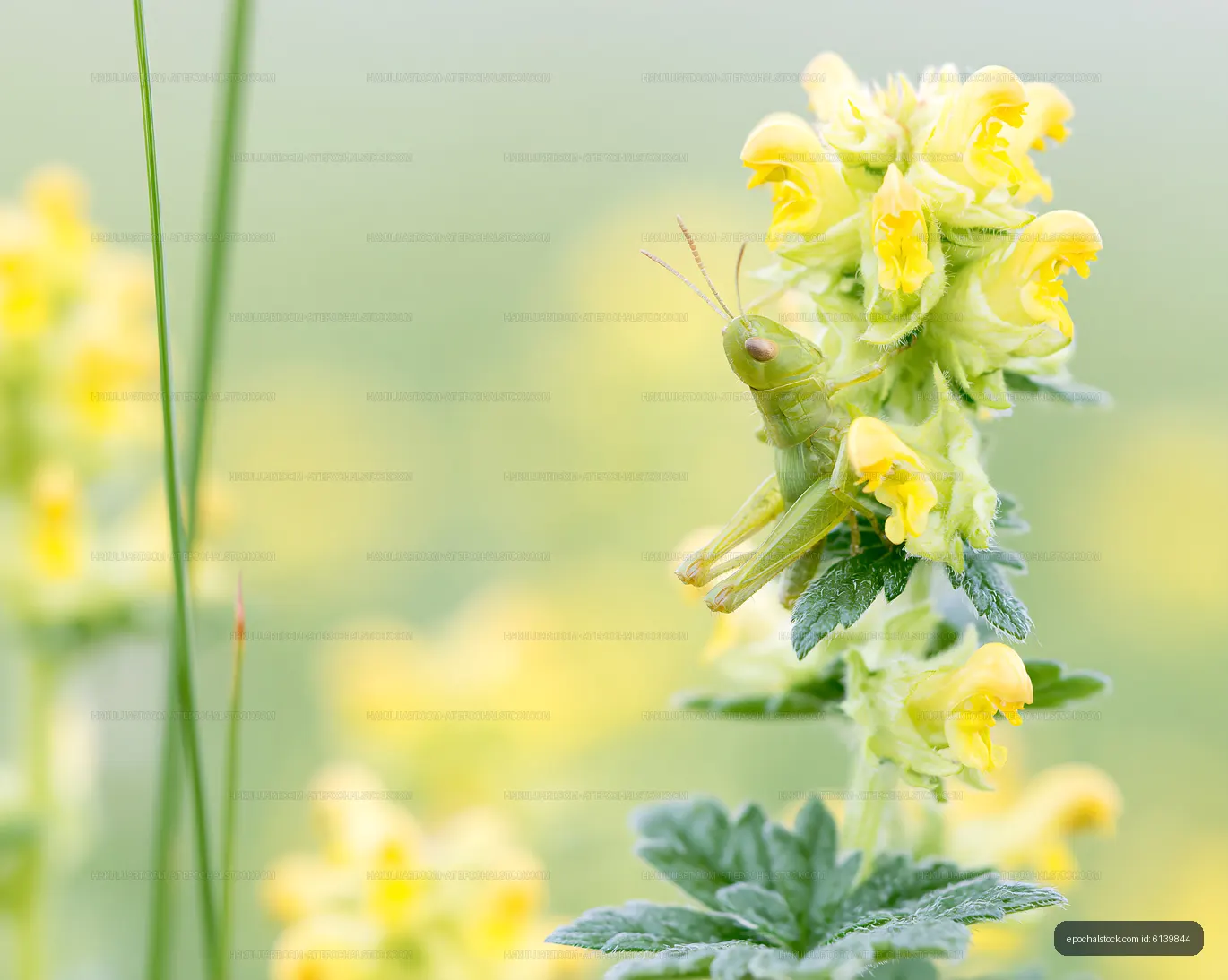 Grasshopper on yellow wildflowers in a green field