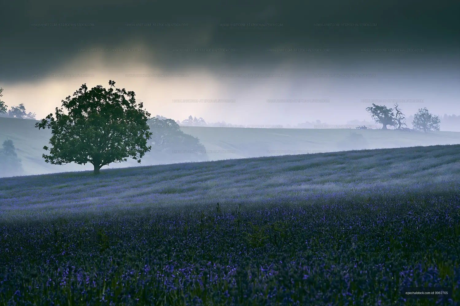 Foggy landscape with a lone tree in a blue flower field