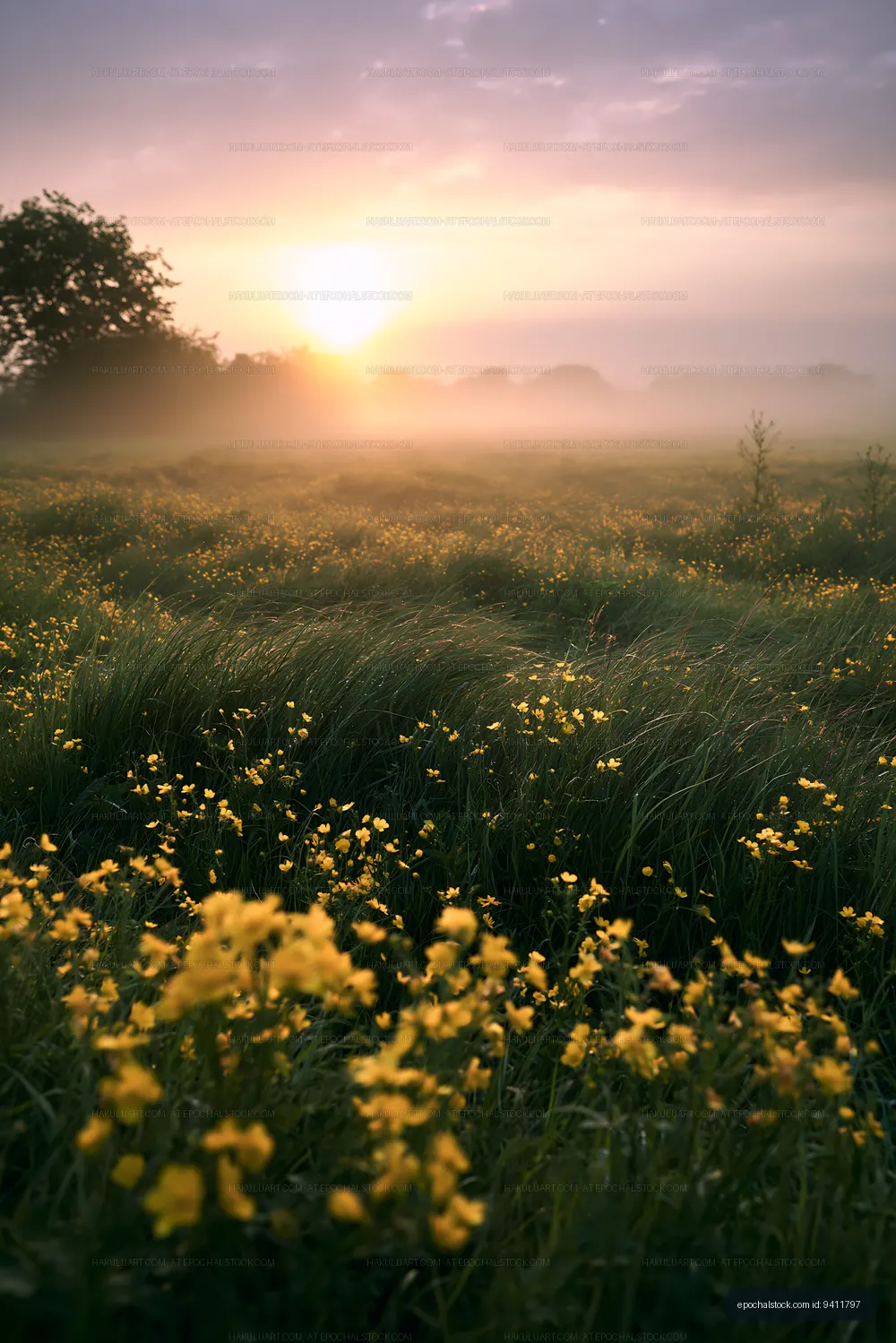 Sunrise over field with yellow flowers and mist