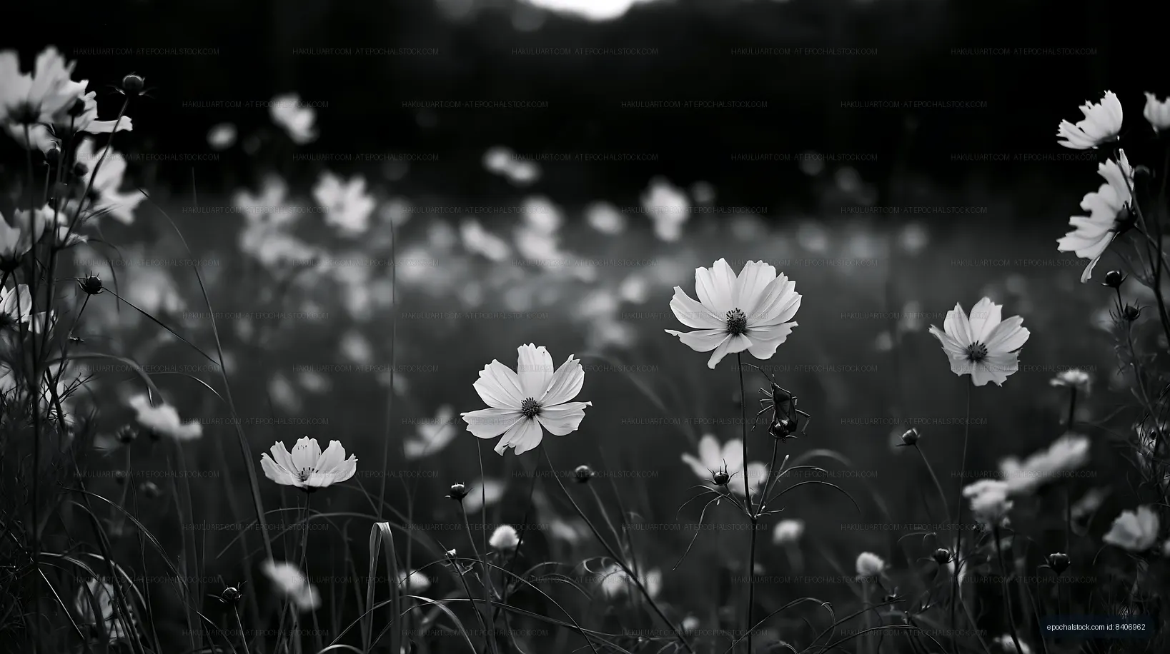 White flowers blooming in a field during daylight