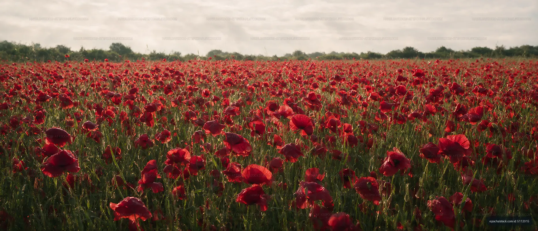 Field of red poppy flowers during daytime