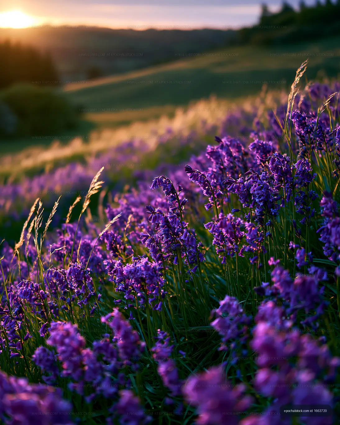 Sunsetting over purple flowers on a hillside