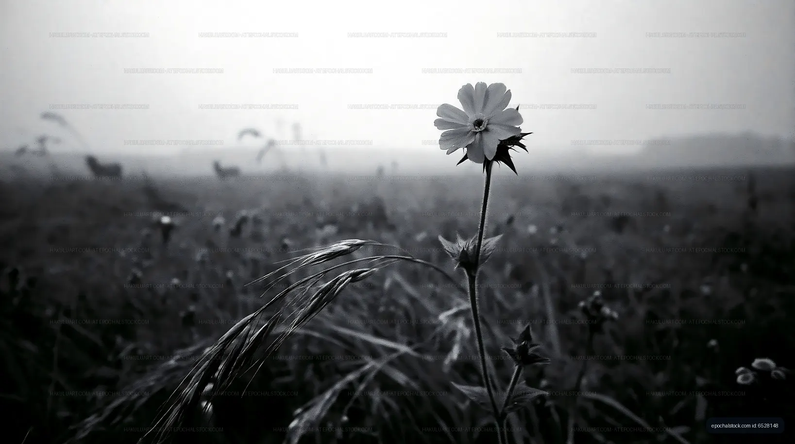 Black and white flower in a field with grazing cows in background