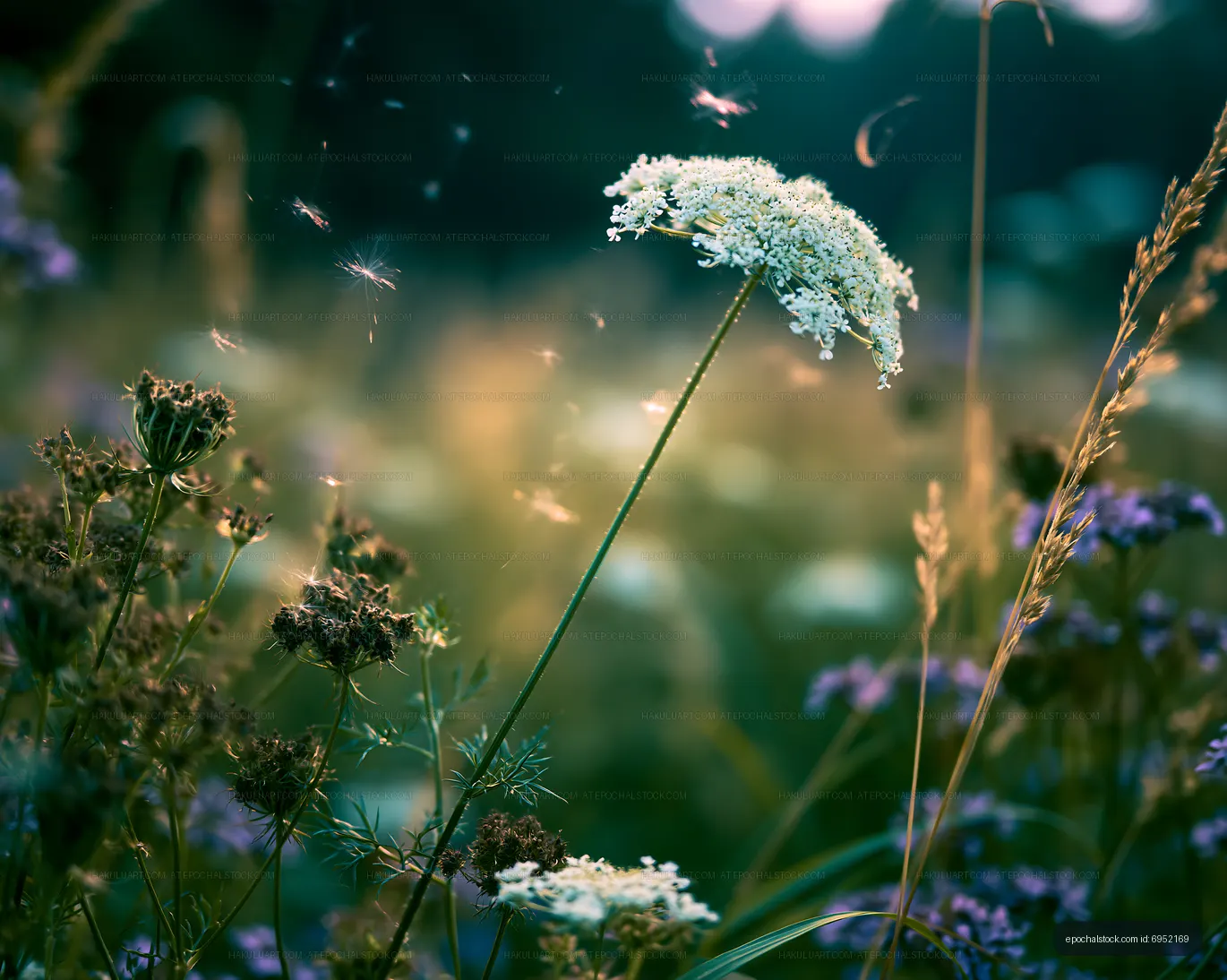Wildflowers growing in a field during sunset in summer