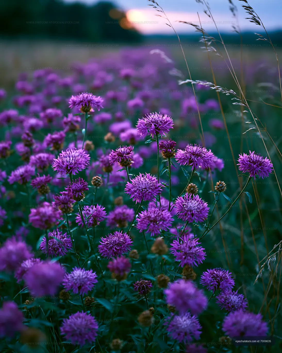 Purple flowers in a field at sunset