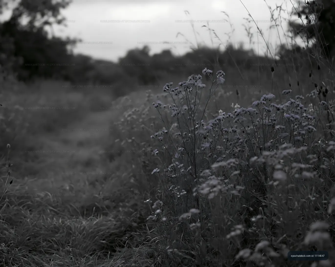 Flowers along a path in a rural area under a cloudy sky