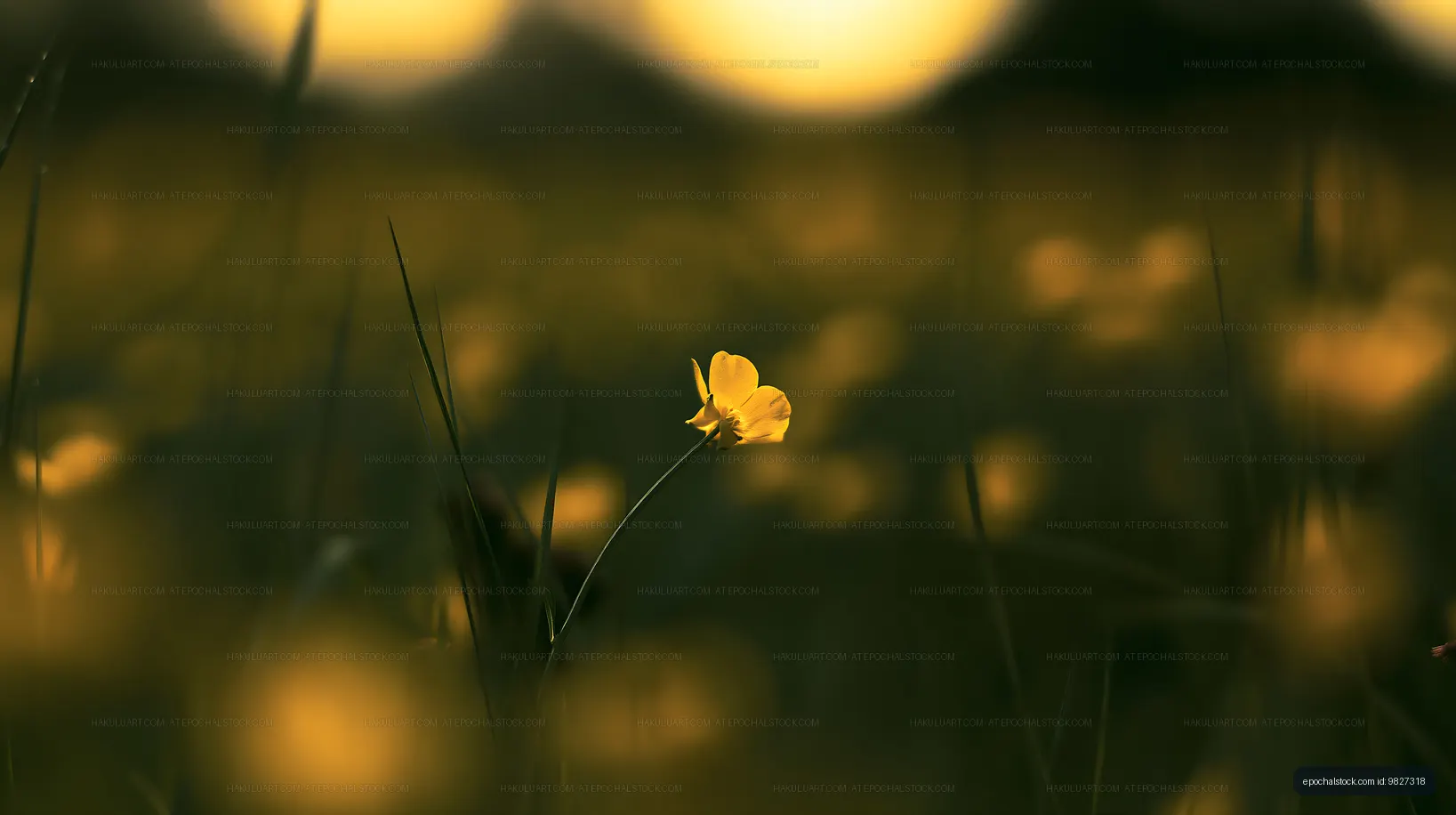 Yellow flower standing alone in a field during sunset