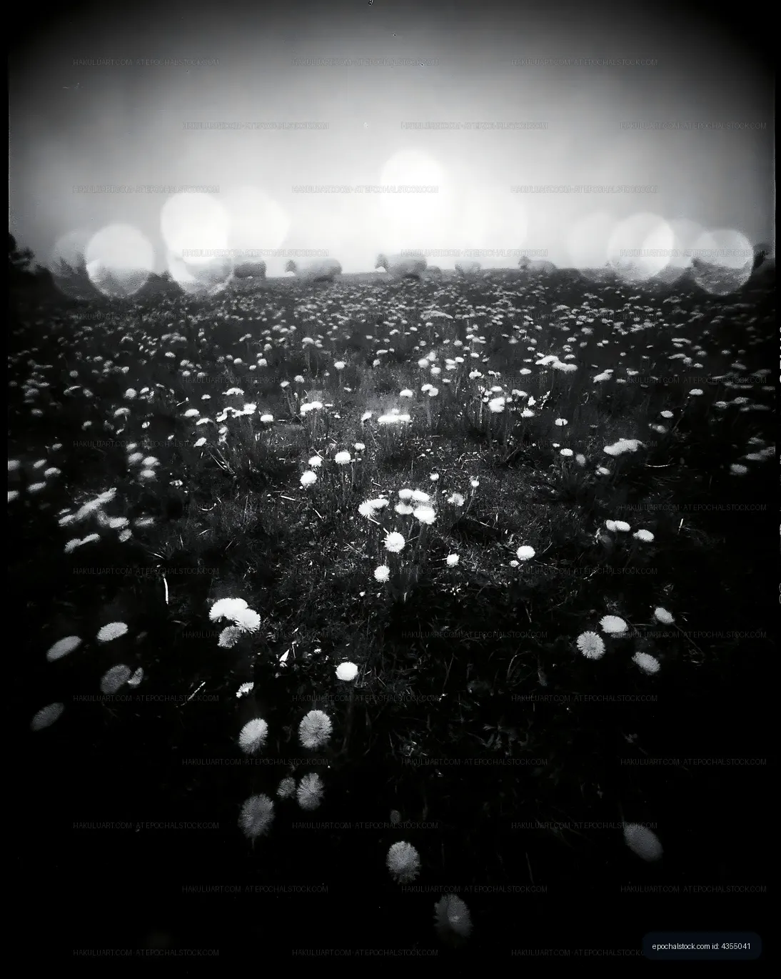 Black and white field of dandelions on a foggy day