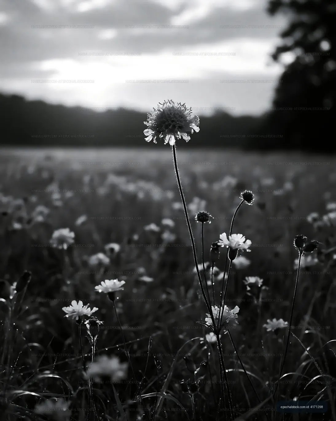 Black and white flowers in a field at sunset