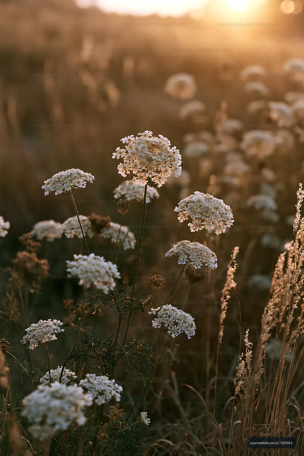 Wildflowers in golden field at sunset