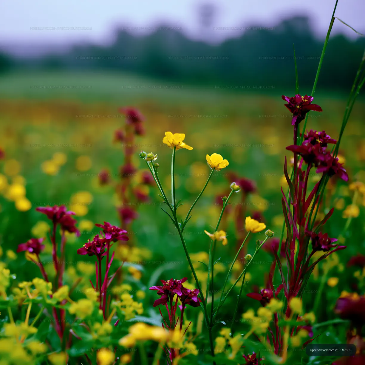 Colorful wildflowers in a meadow during daylight in spring