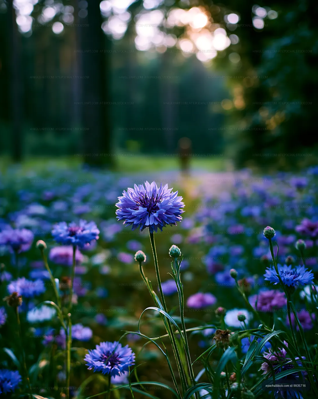 Violet flowers bloom in a forest clearing during sunset