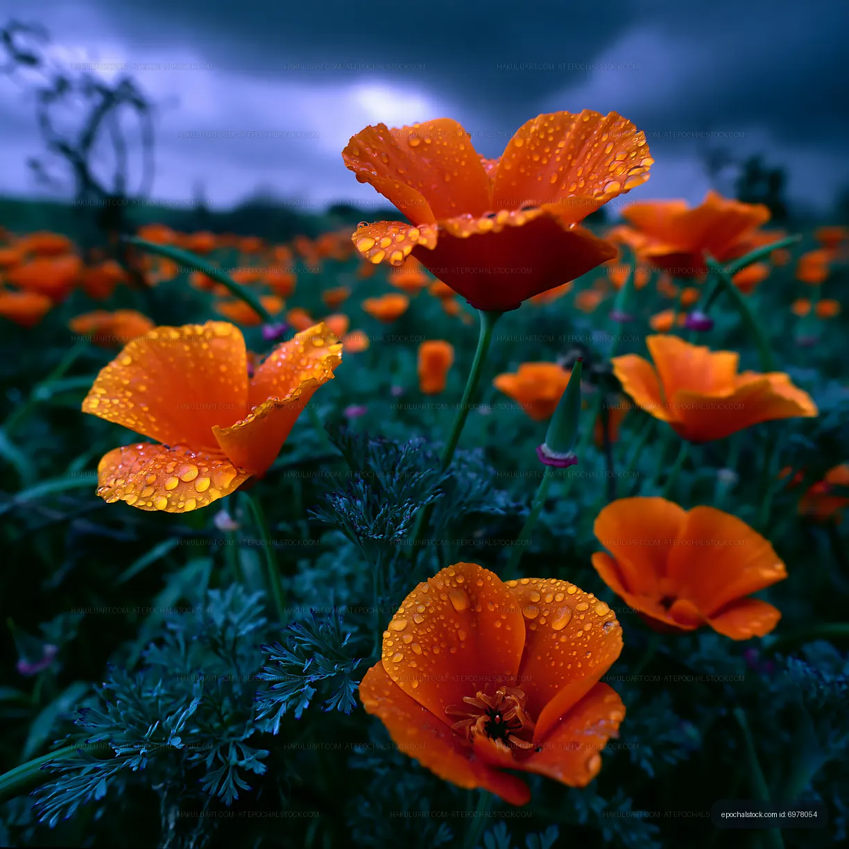 Bright orange flowers with rain droplets under dark clouds