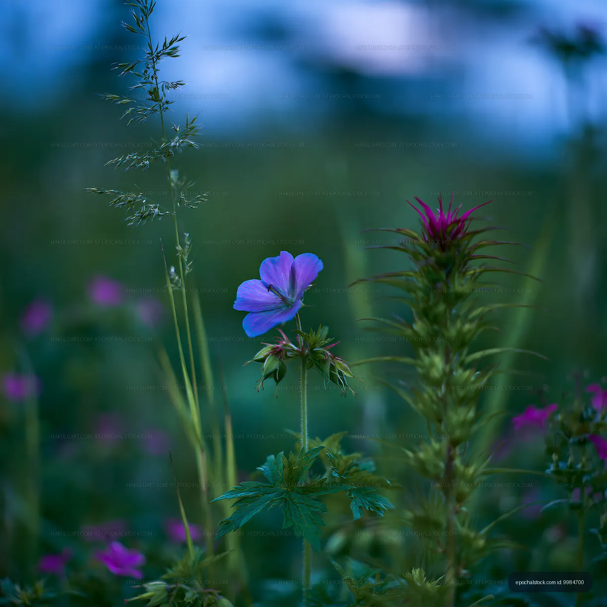 Wildflowers in a green field at dusk