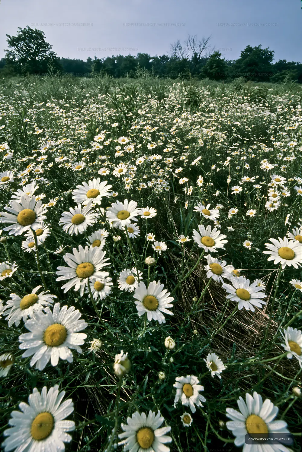 Field of daisies under a clear sky in a rural area