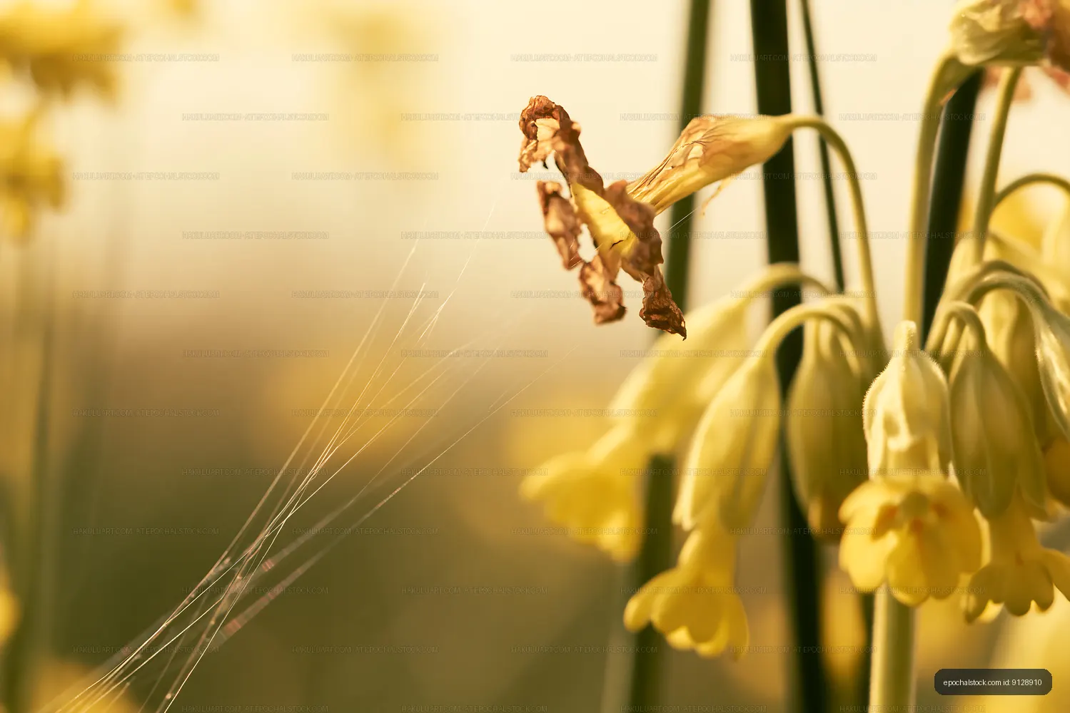 Close-up of yellow flowers with spider web in a natural setting