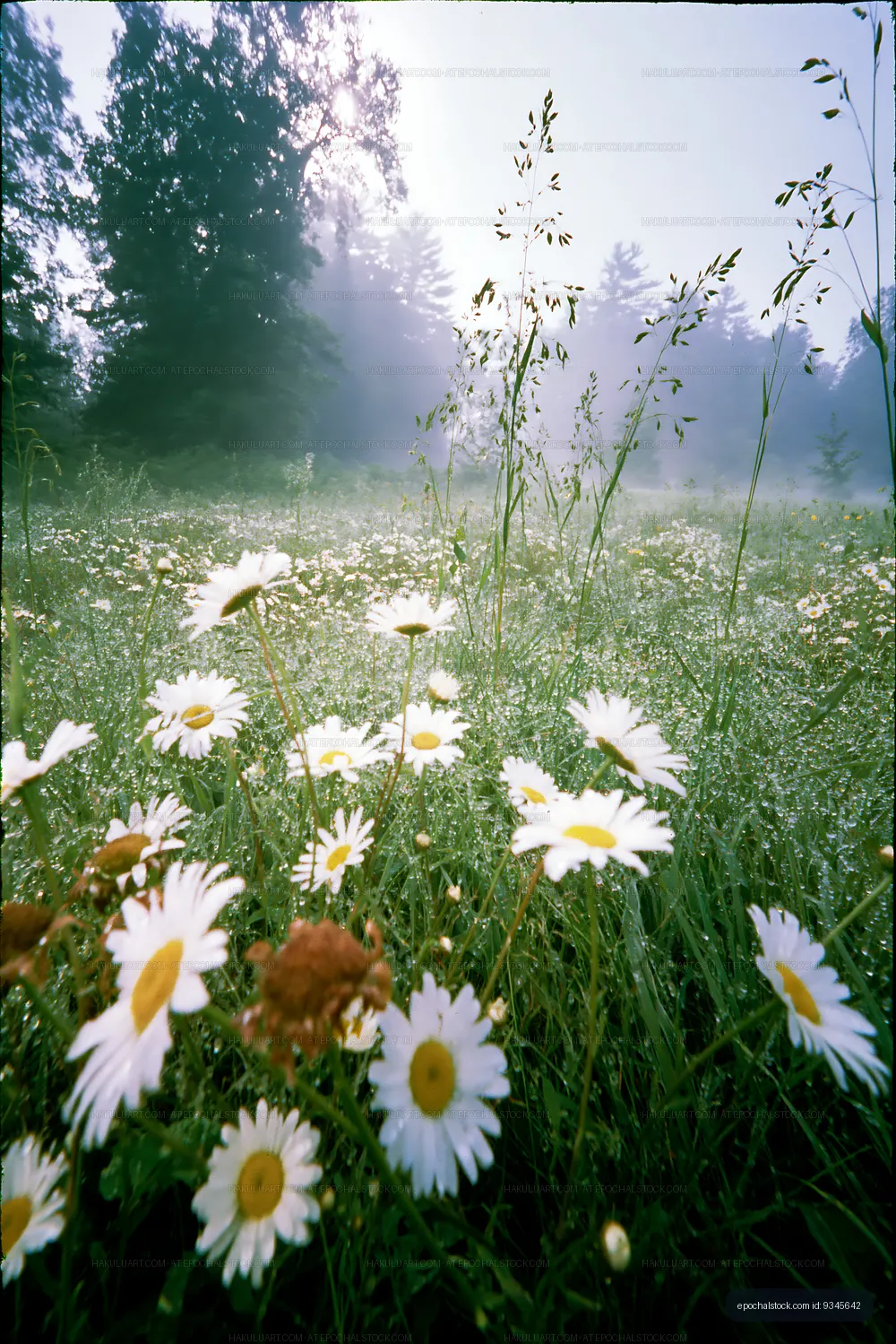 Wildflowers bloom in a foggy meadow during early morning