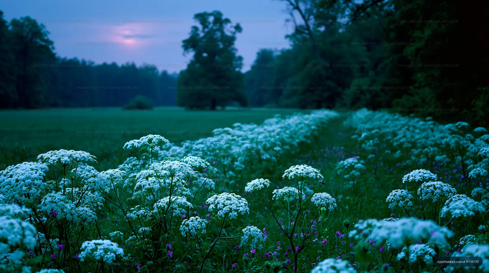 Blue flowers along a meadow path at dusk