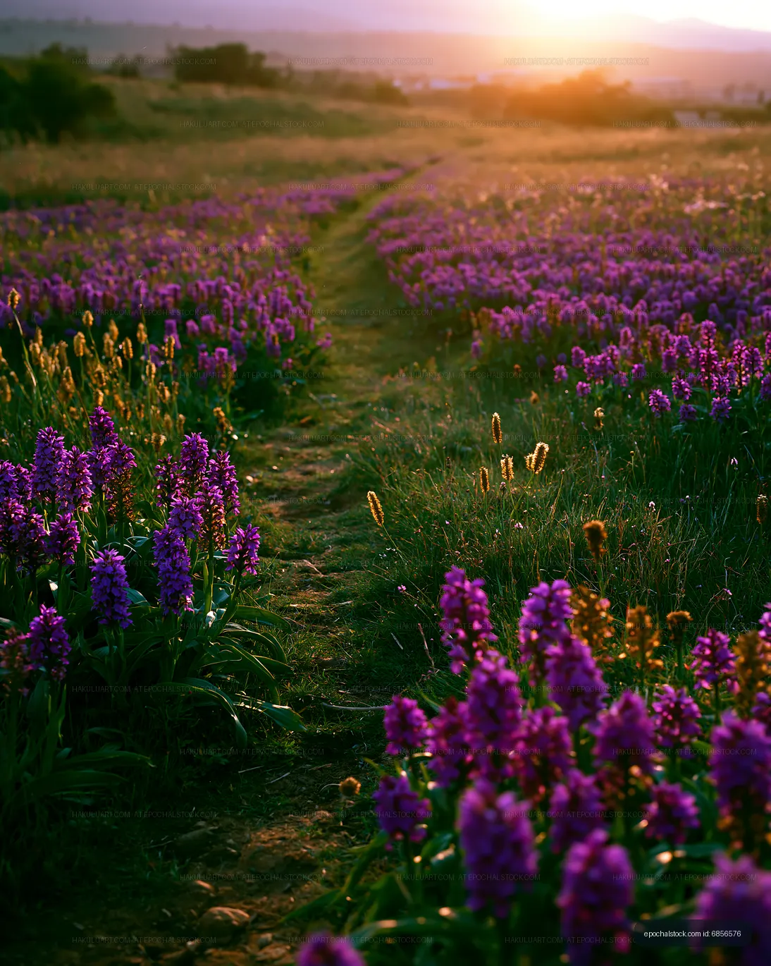 Vibrant flowers line a path during sunset in a field