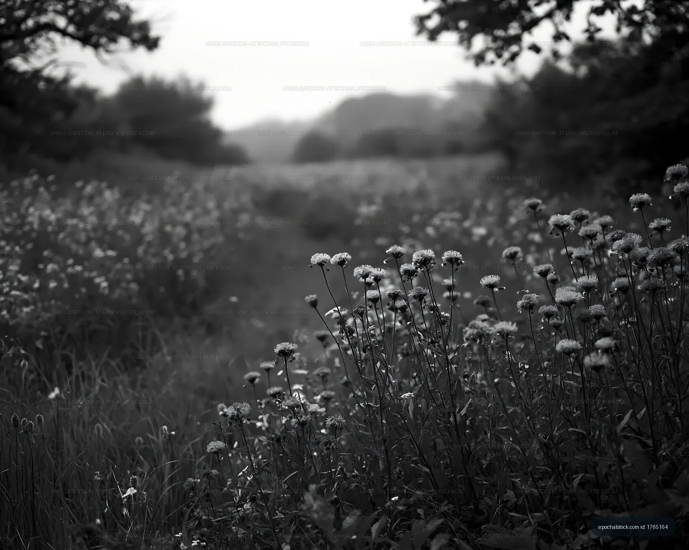 Wildflowers in a black and white landscape at dusk