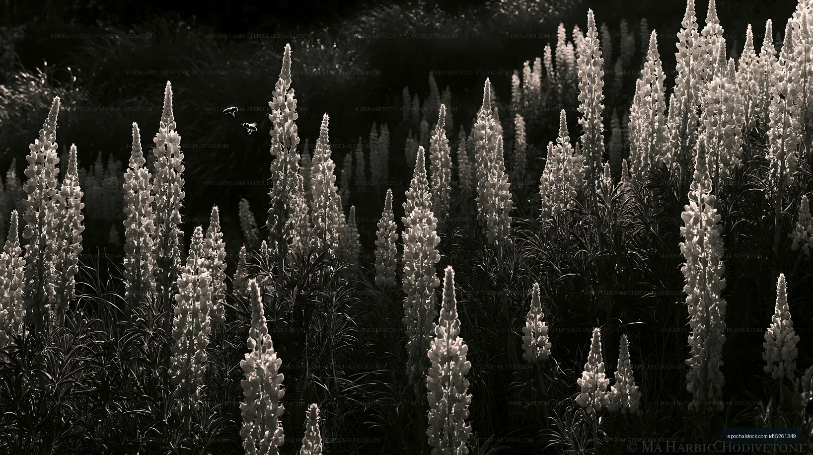 Black and white field of tall flowers under sunlight