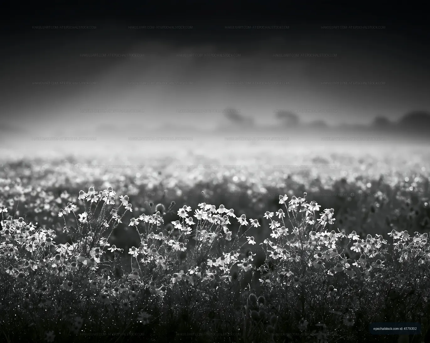 Flowers in a field under soft light