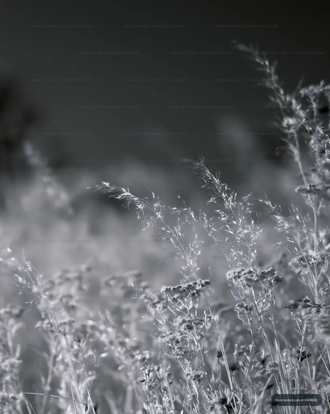 Wild grasses in black and white under soft natural light
