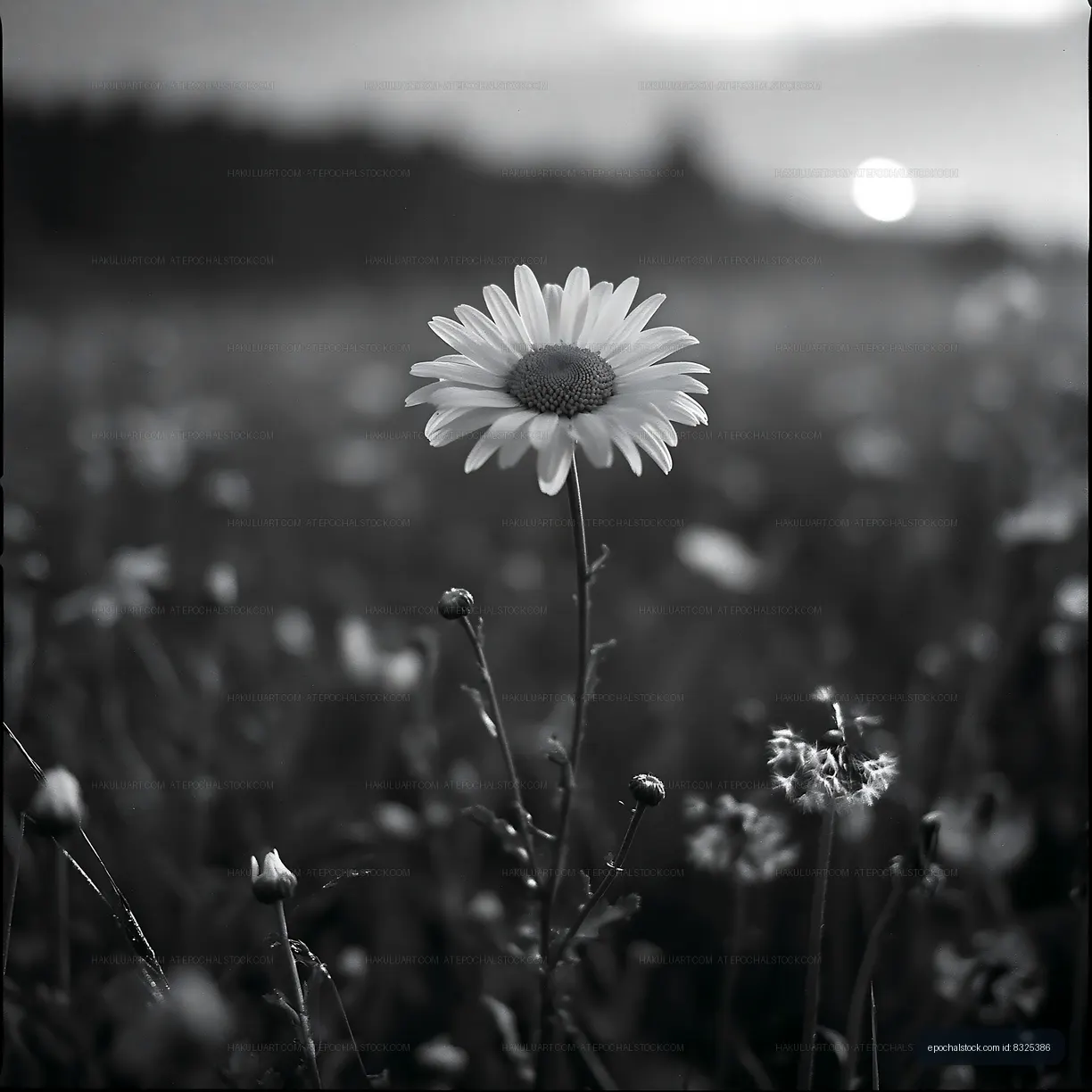 Daisy standing alone in a field during sunset