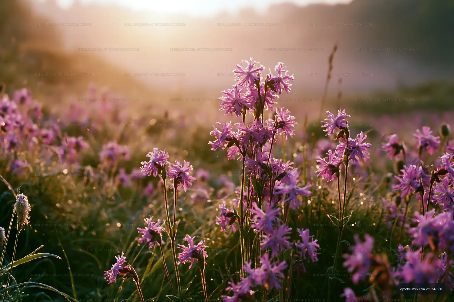 Colorful flowers in a meadow during sunrise