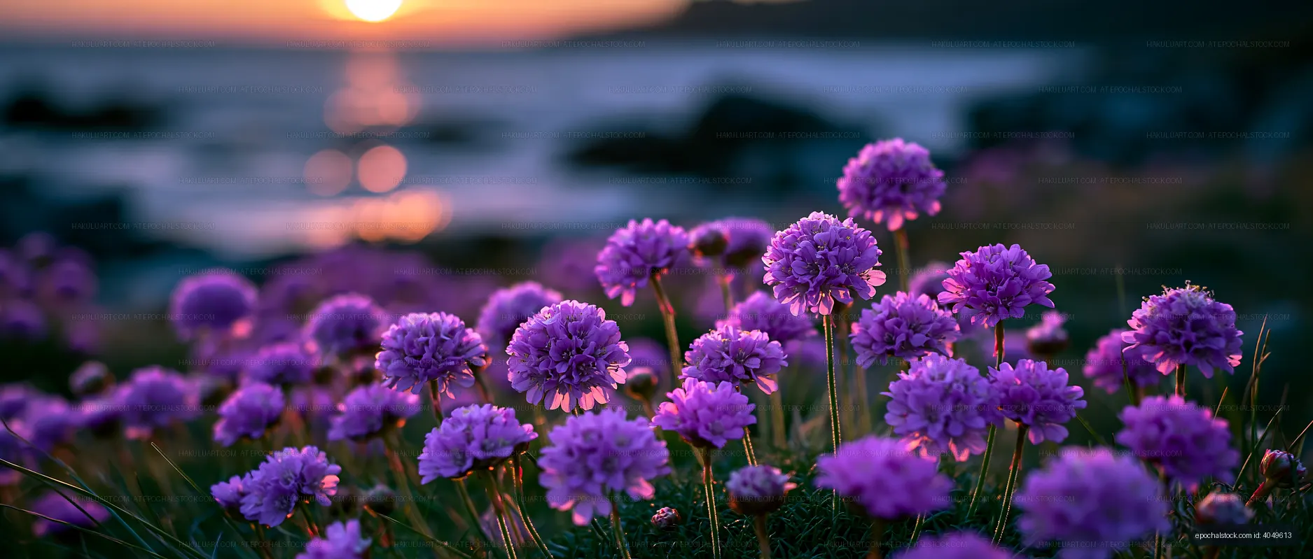 Purple flowers bloom near the ocean at sunset