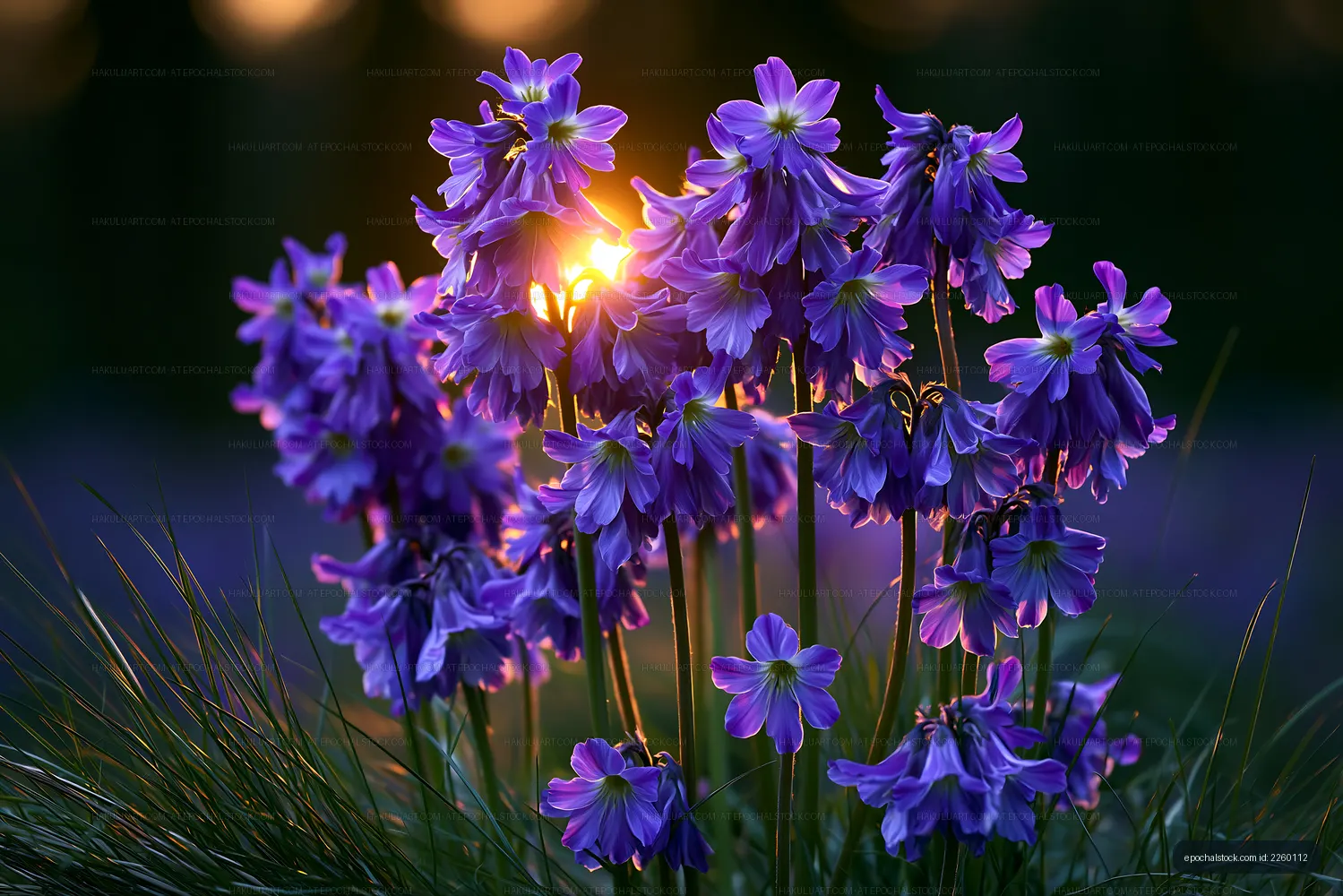 Purple flowers bloom at sunset in a forest clearing