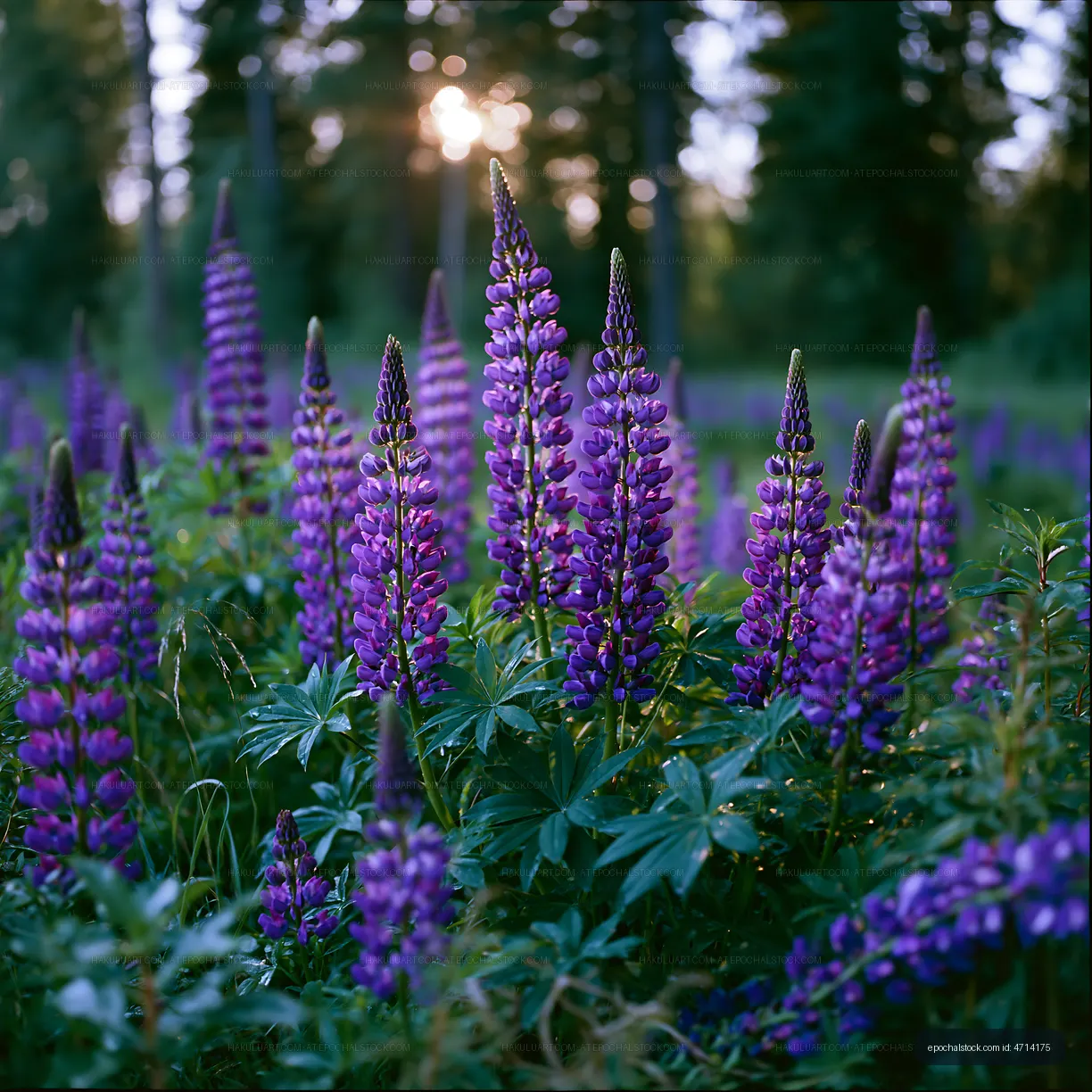 Purple lupine flowers in a forest at sunset