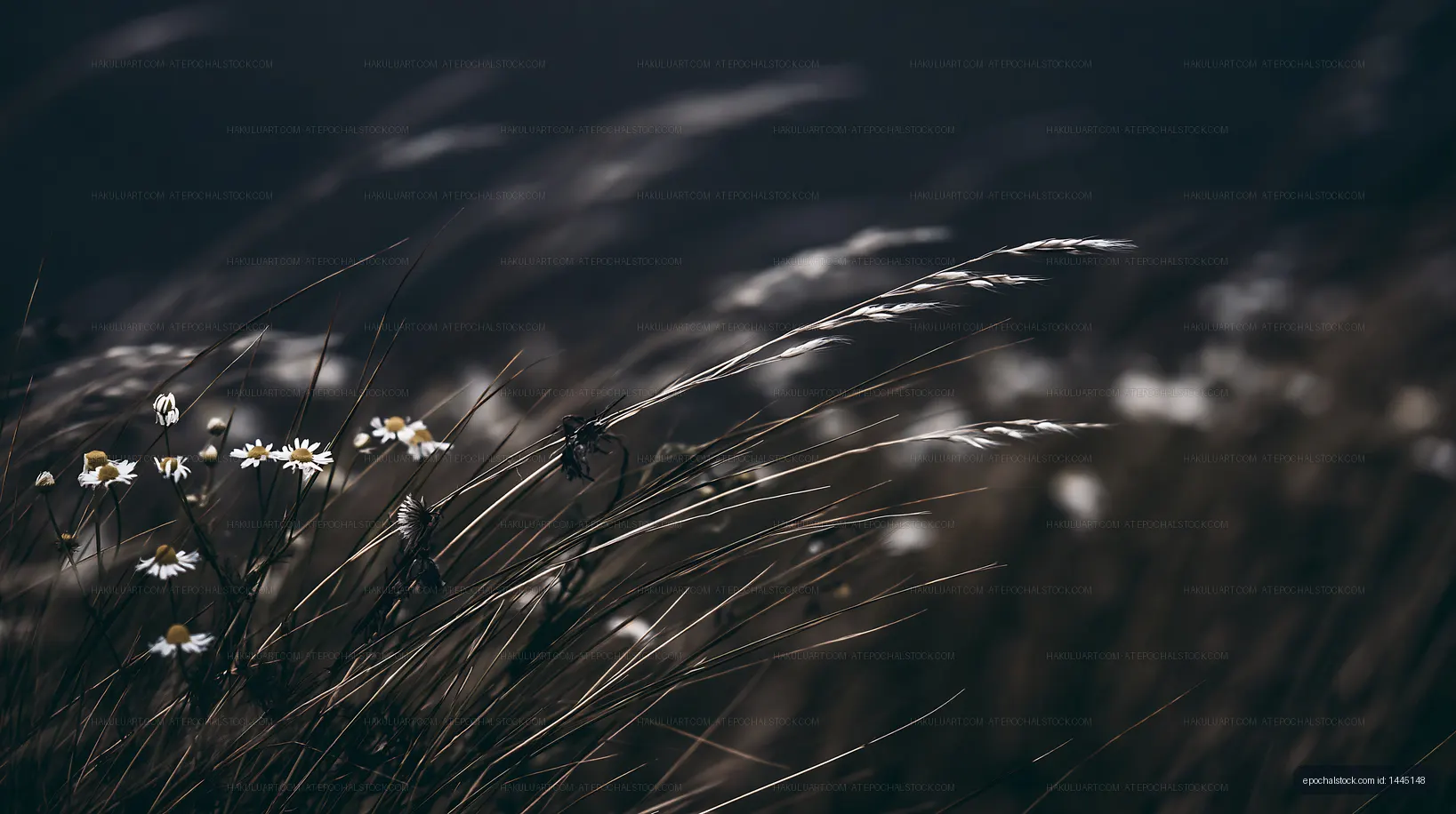 Wildflowers and grasses in the breeze at dusk