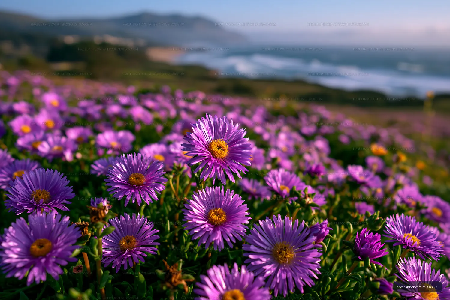 Purple flowers bloom in sunny coastal landscape