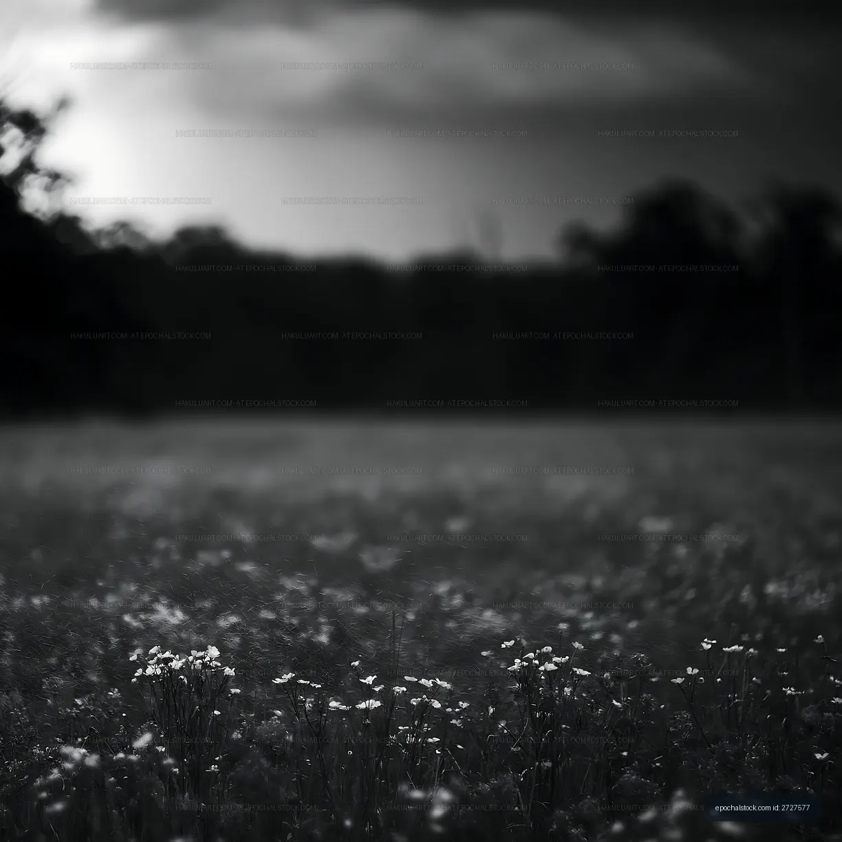 Field of flowers under dark clouds during sunset