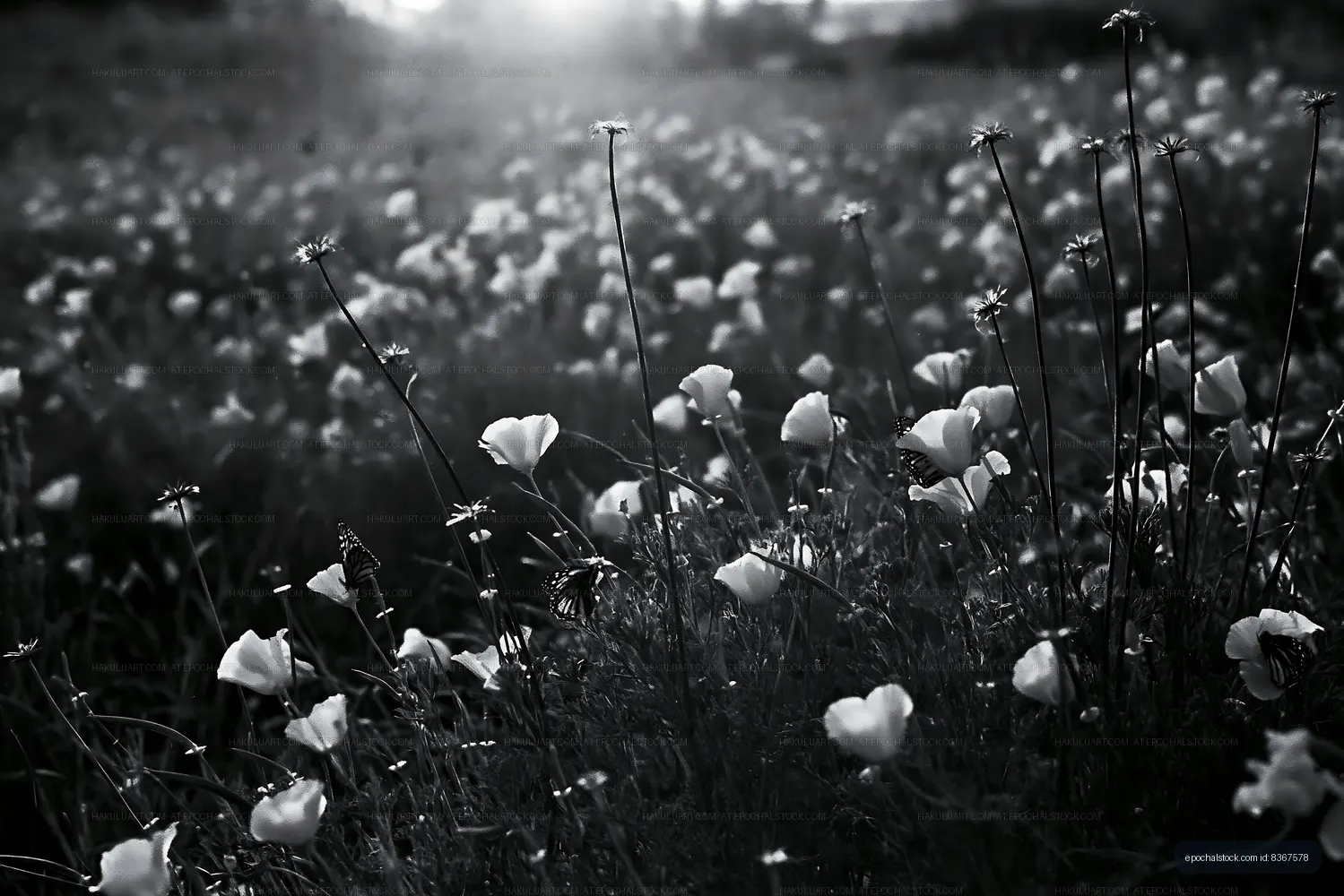 White flowers blooming in a field during sunset