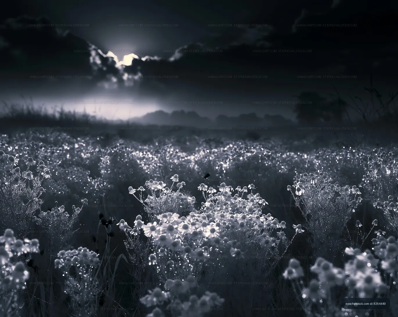 Morning light over a field with dew-covered grass and flowers