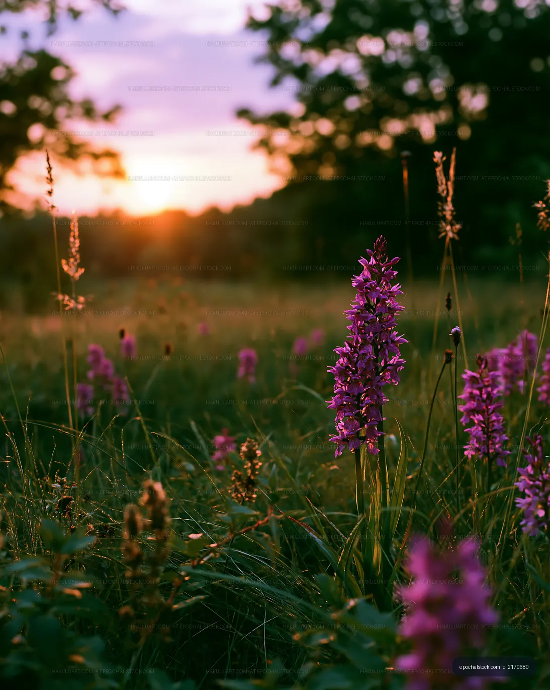 Sunset over a field of wildflowers with pink blooms