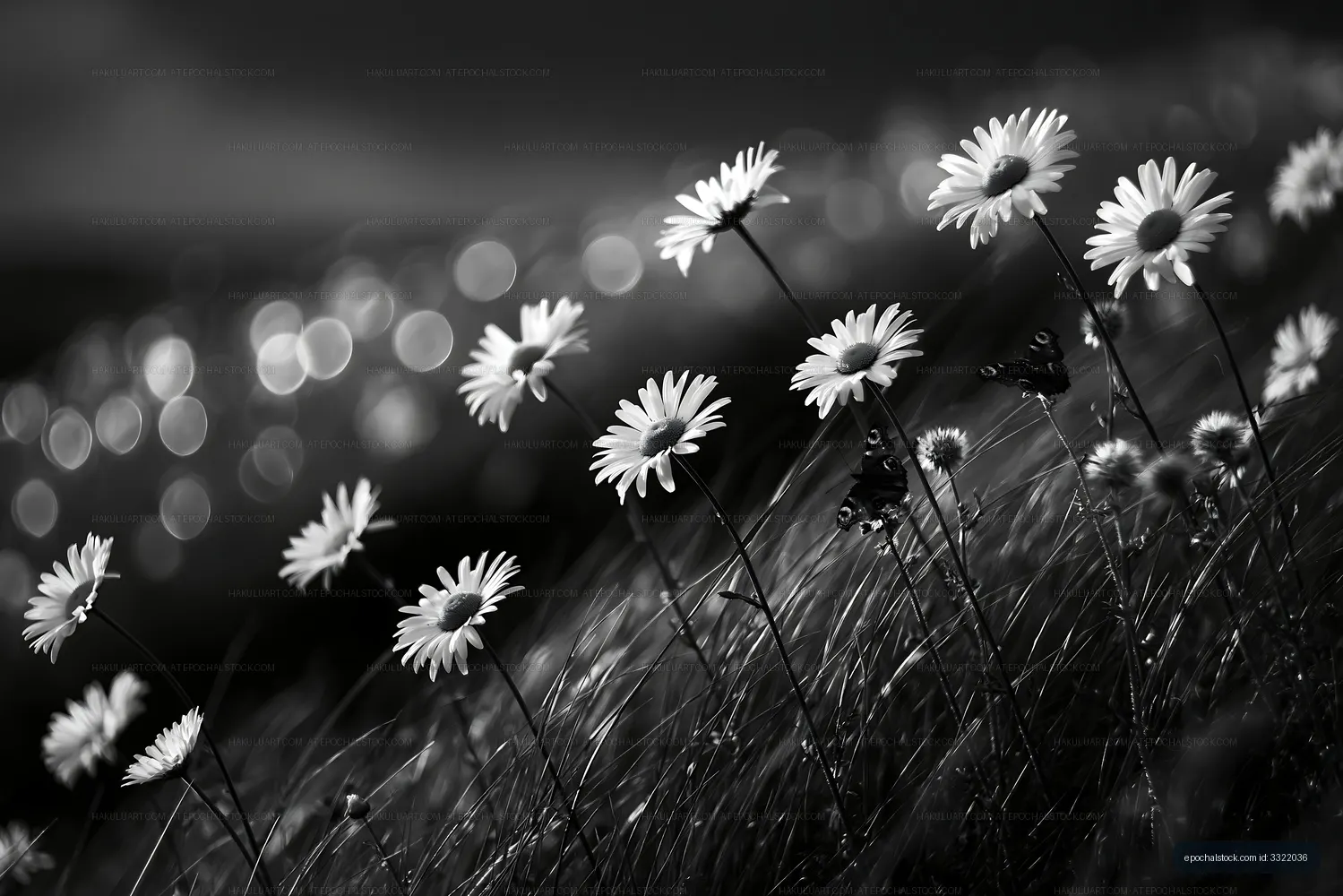 Black and white flowers growing in sunlight by the field