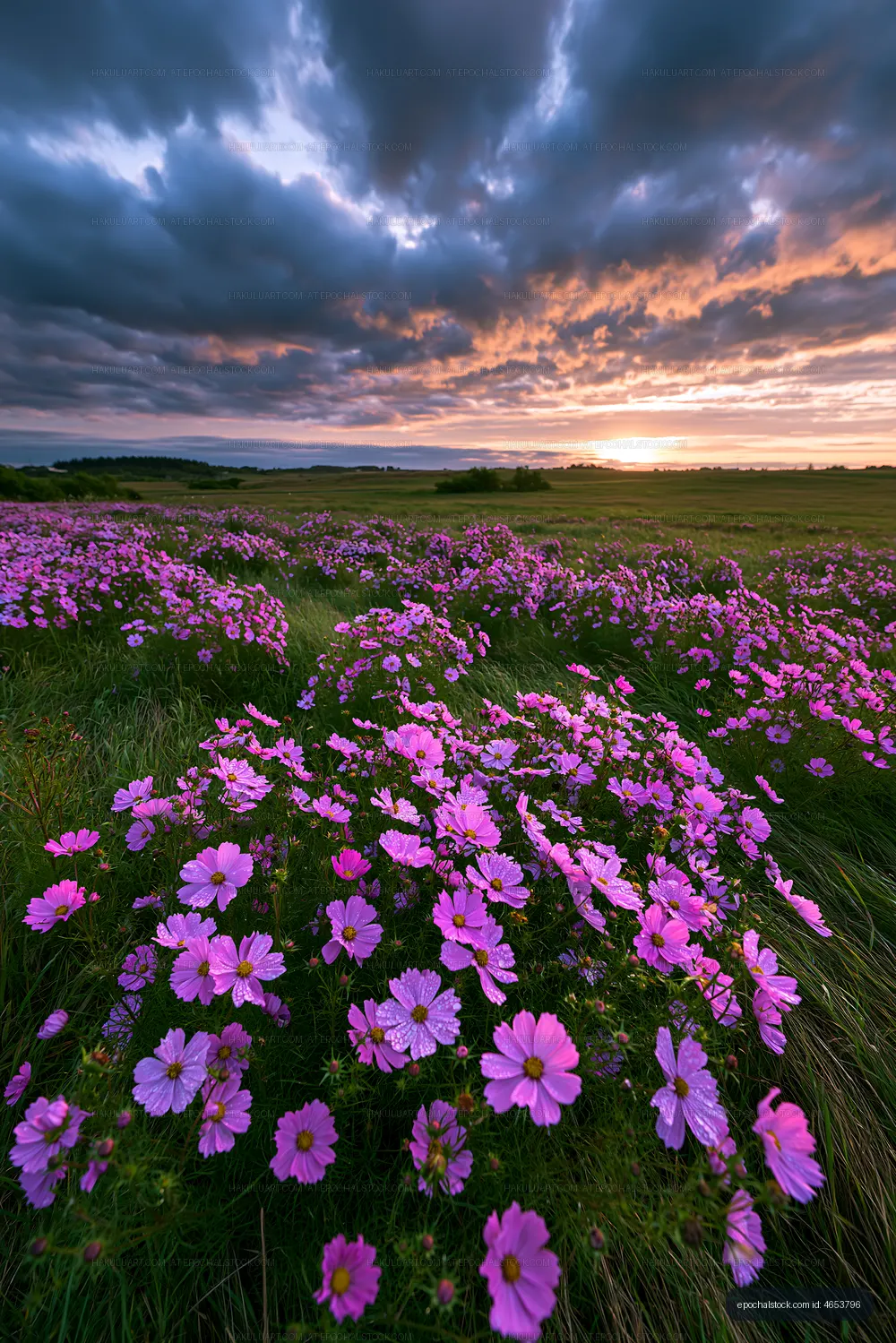 Sunset over purple flowers in a field