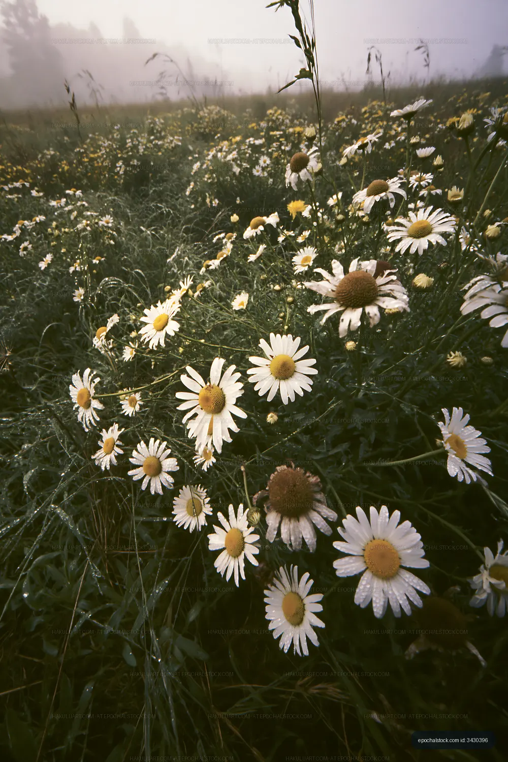 Daisies in a misty field during early morning