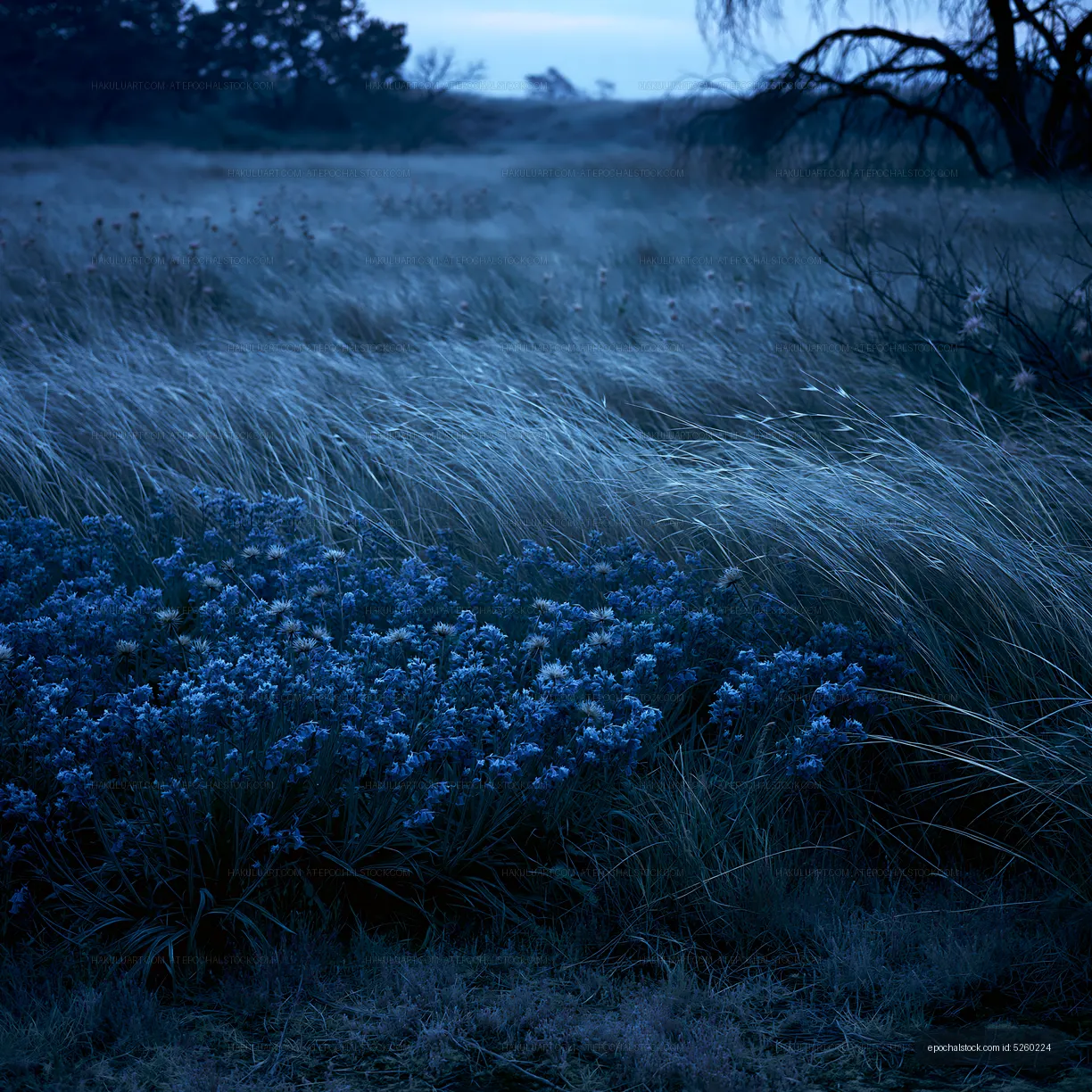 Blue flowers in a grassy field at dusk