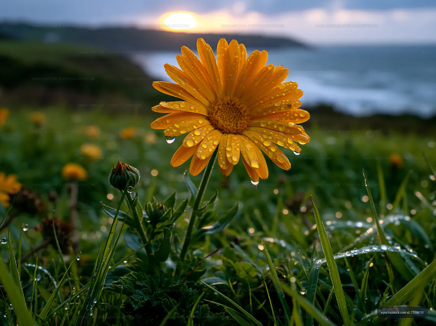 Bright yellow flower with water droplets at sunset by the sea