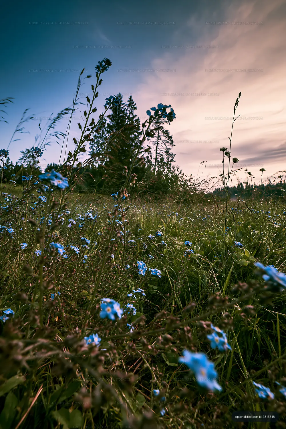 Field of blue flowers at sunset near tall trees