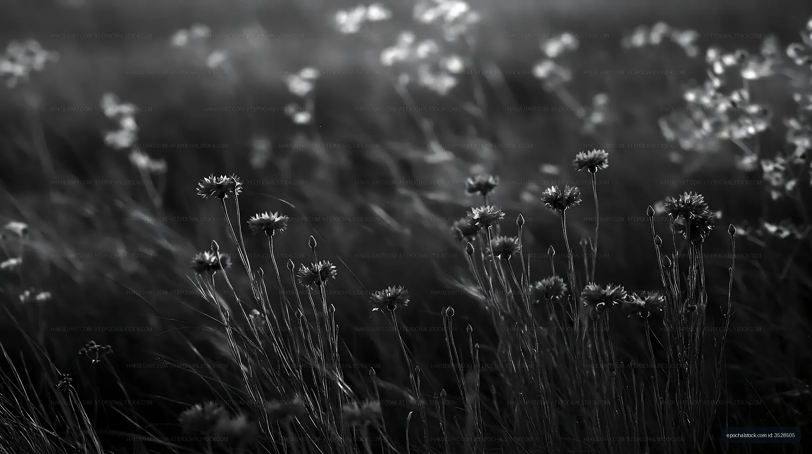 Black and white flowers growing in a grassy field