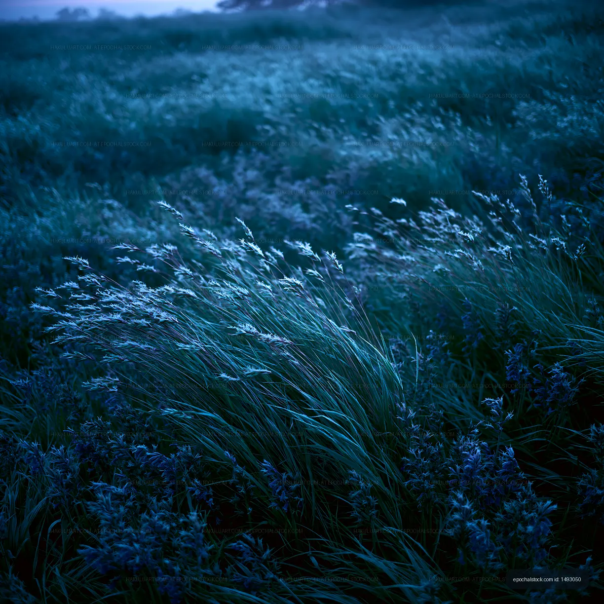 Waves of grass in a field during low light conditions